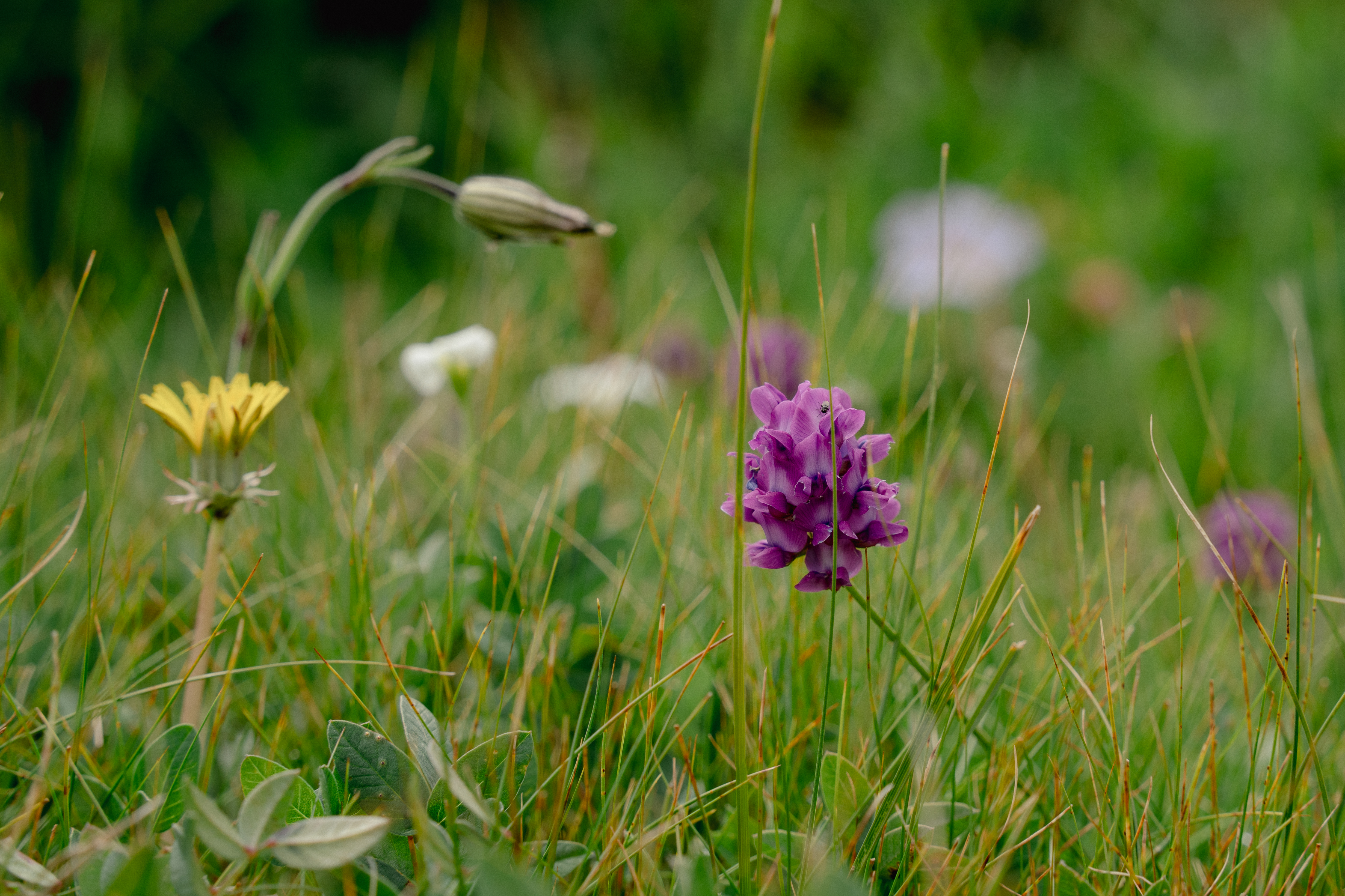 Wildblumen im Hochland