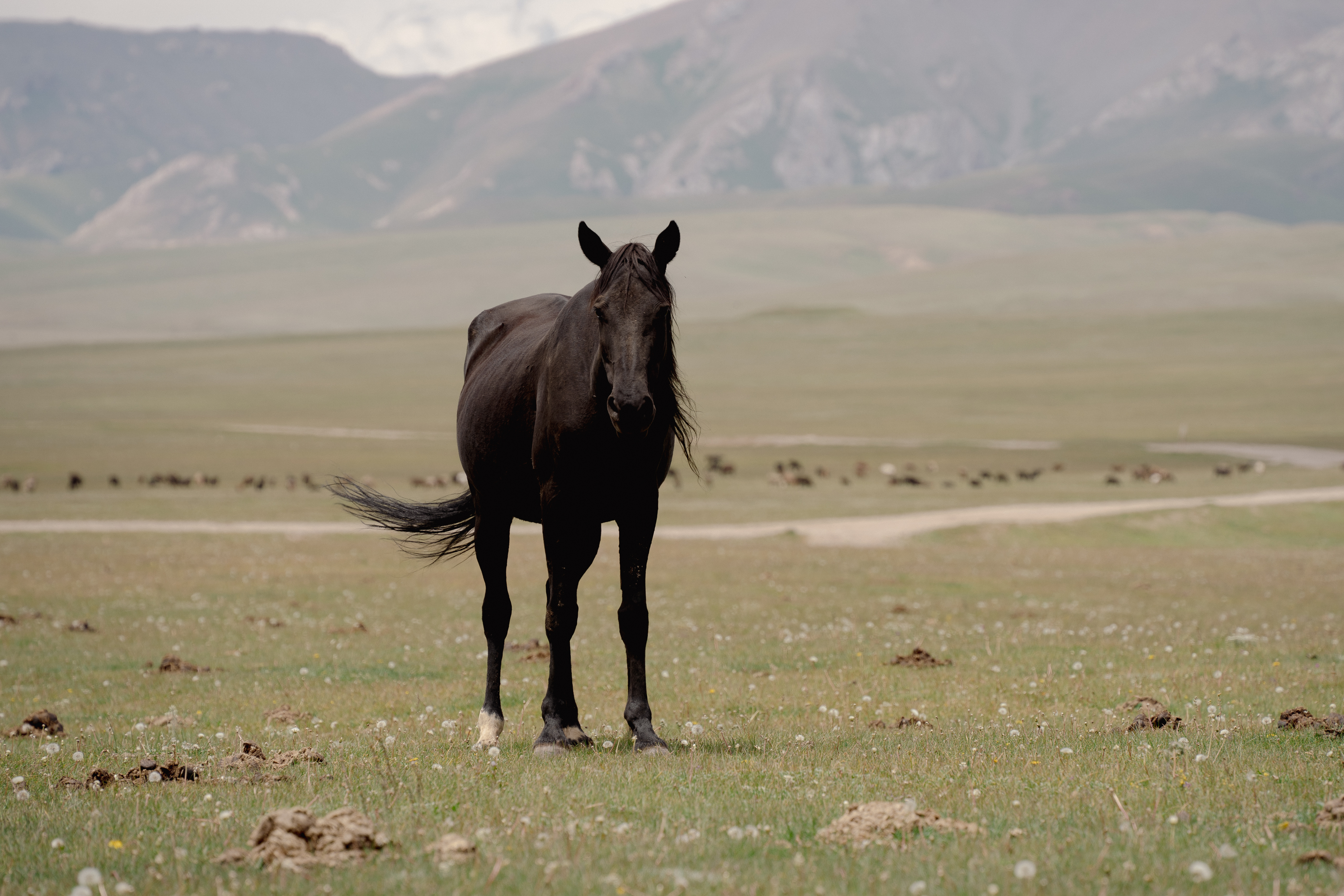 A solitary black horse on the steppe