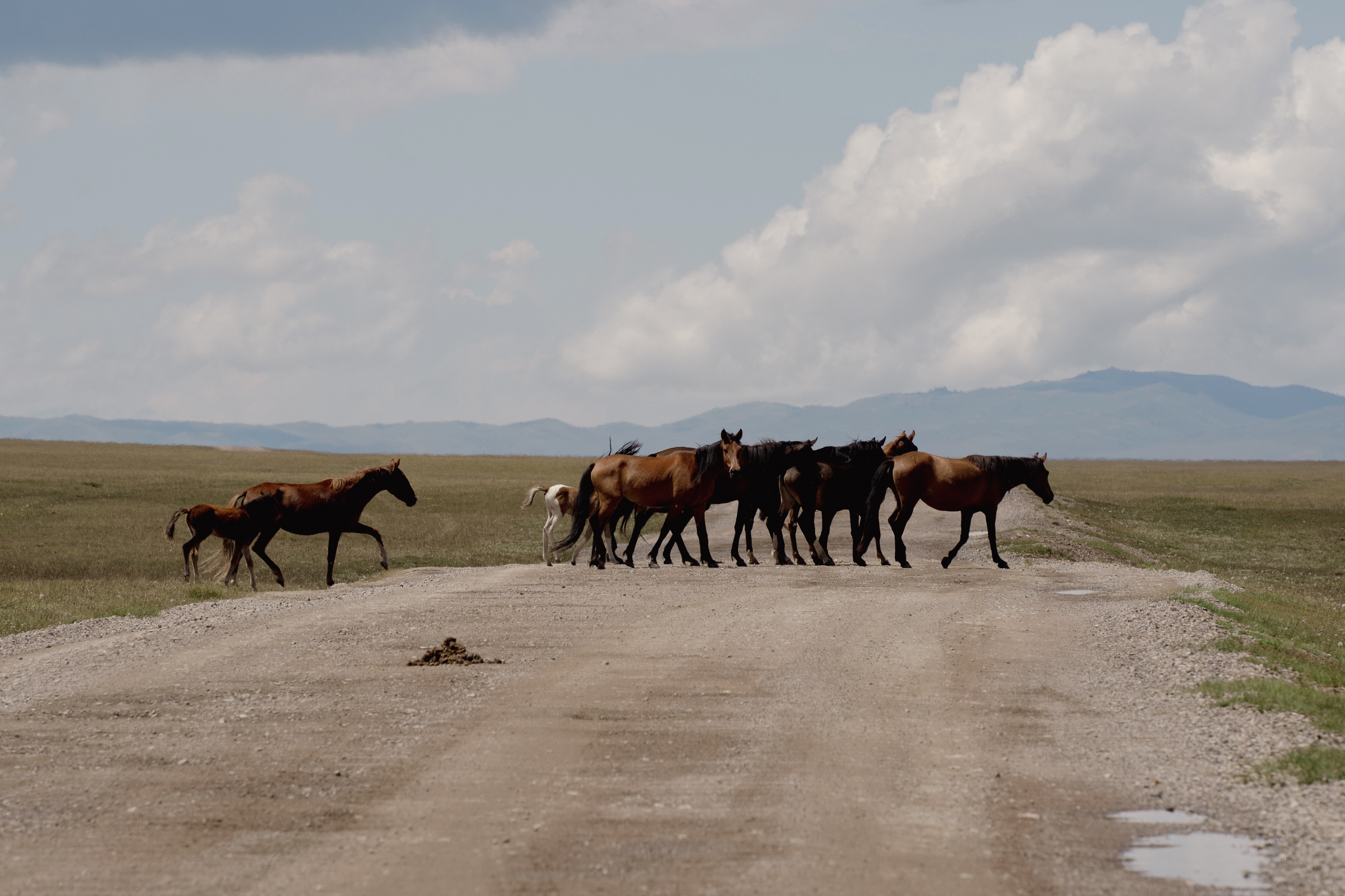 Horse herd on the steppe