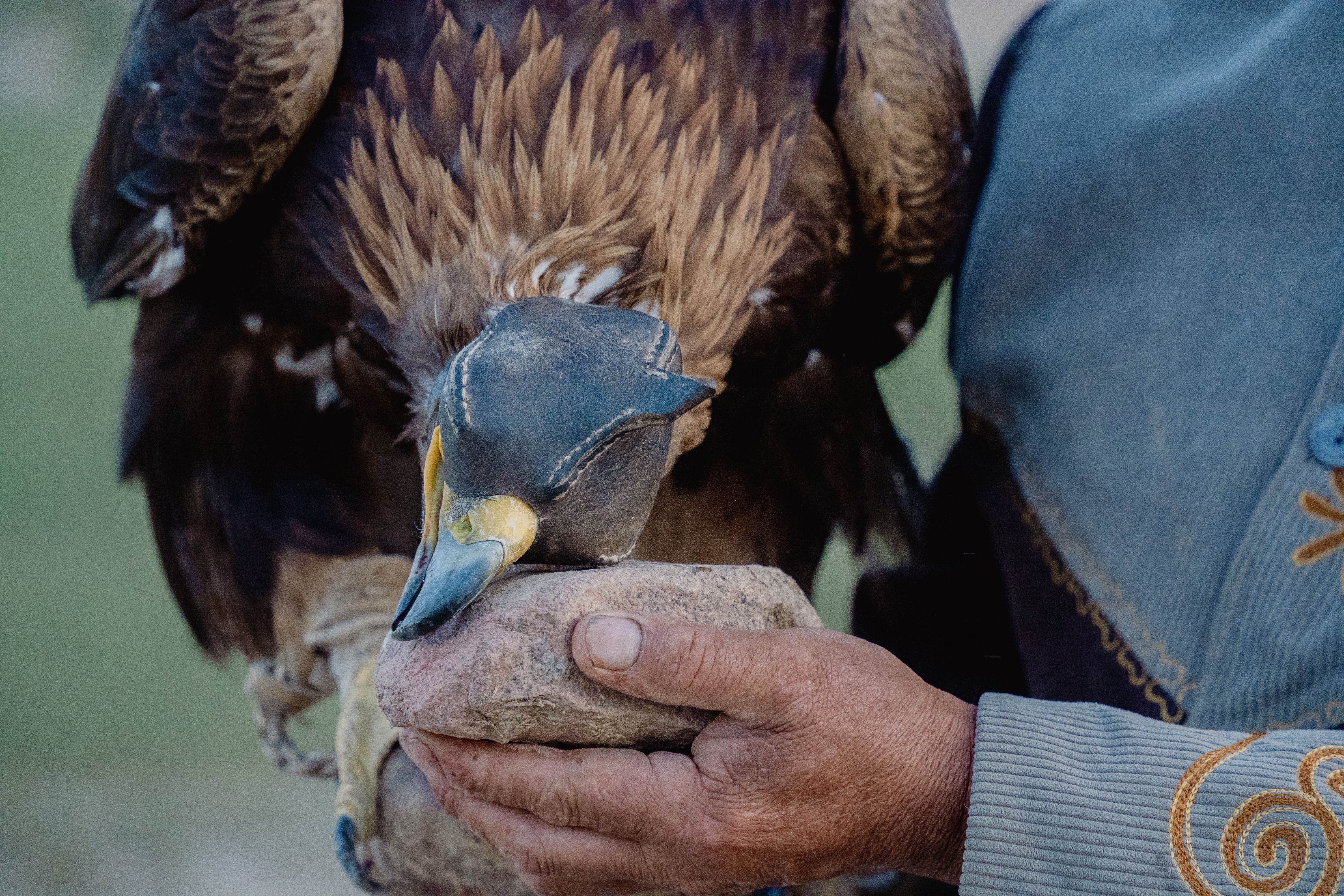 Steinadler mit Lederhaube